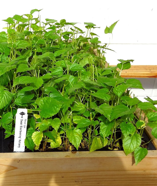Mulberry Dwarf Everbearing 1 Live Plant in 3x6 Inch Pot