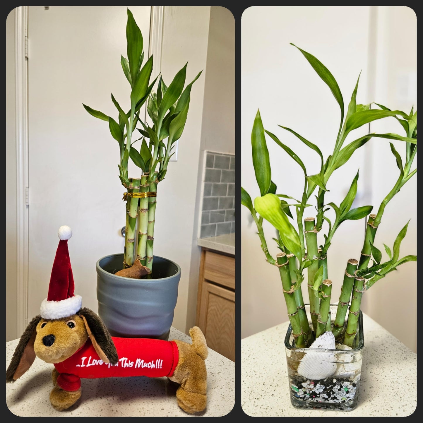 Lucky Bamboo 6 Plants 8 inches Each, Free Butterfly Stake, Gift, Feng Shui, Indoor Plant, Bring Good Luck to Your Home, Perennial, Just add Purified Water