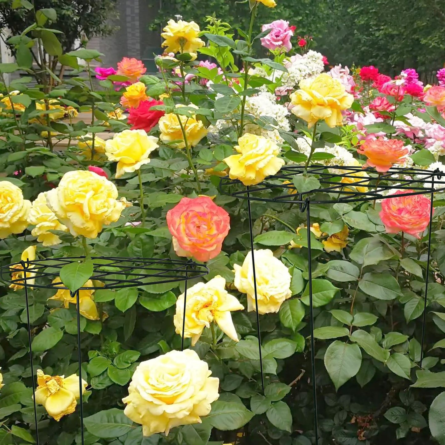 2 Pack Round Peony Cages and Supports Grow Through Grid Plant Brace,18 inch Heigh Plant Support Stake for Small Plant Flower Vegetable (2pcs 18“)