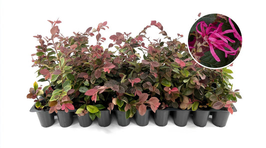 Loropetalum Razzleberry | 1 Live Plant | Loropetalum Chinense | Evergreen Shrub | Vibrant Pink Flowers | Fast Growing | Low Maintenance | Ornamental Bush | Outdoor Landscaping