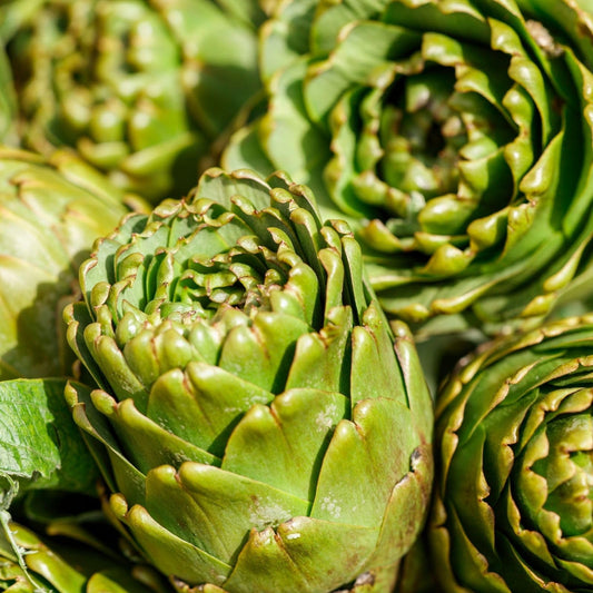 Clovers Garden Imperial Artichoke Plants - Two (2) Live Plants – Non-GMO - Not Seeds - Each 4" to 8" Tall – in 4" Inch Pots - Edible Vegetable, Gourmet Favorite