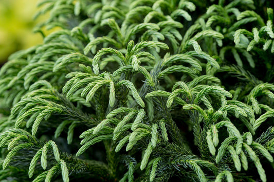Globosa Nana Cryptomeria – Compact Dwarf Evergreen Conifer Shrub for Landscaping, Year-Round Green Foliage, Low-Maintenance Small Garden Plant (3 Gallon Plant)
