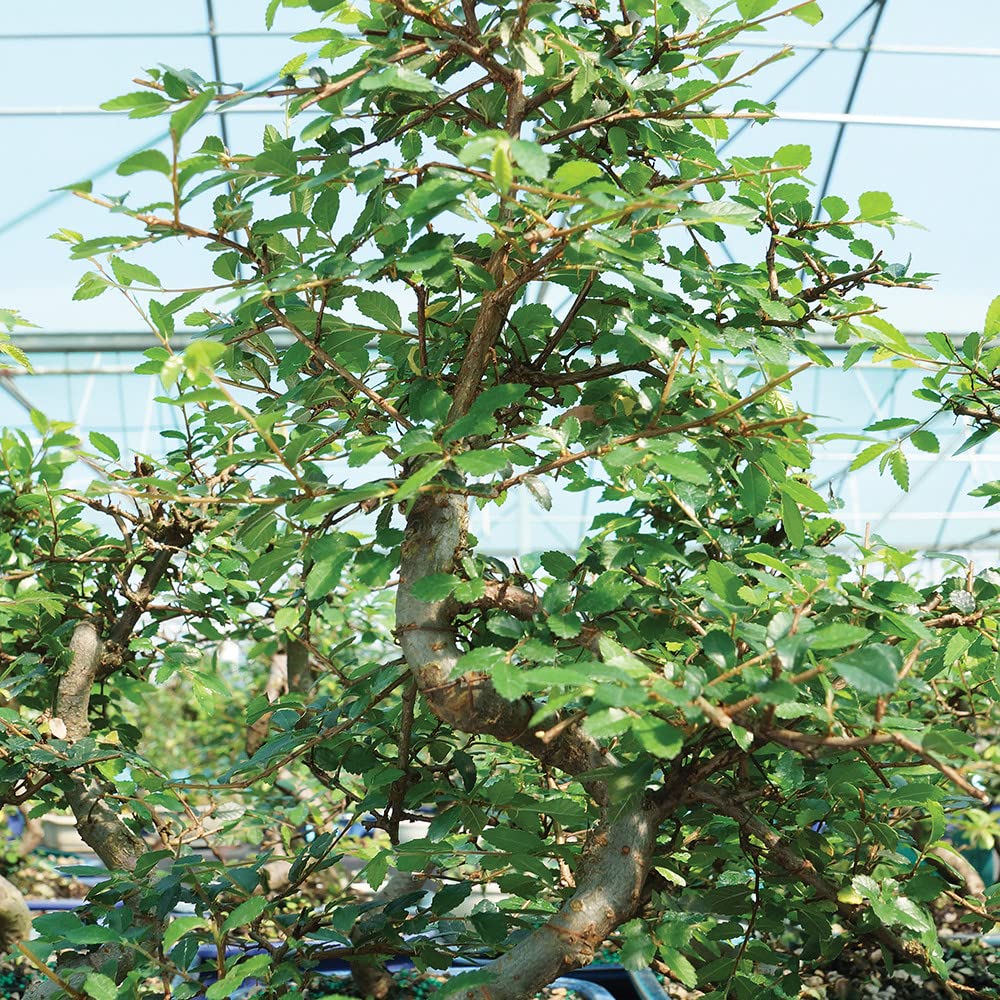 Brussel's Bonsai Live Chinese Elm Bonsai Tree, Outdoor - Medium, 7 Years Old, 8 to 10 inches Tall - Includes Decorative Ceramic Bonsai Pot