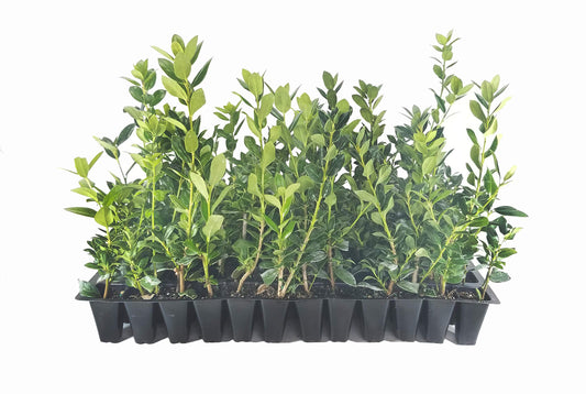 Needlepoint Holly | 20 Live Plants | Ilex Cornuta | Fast Growing Evergreen Shrub, Low Maintenance, Hardy Privacy Hedge, Ornamental Foliage, Drought Tolerant Landscape