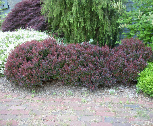 Live Plant - Crimson Pygmy Dwarf Barberry