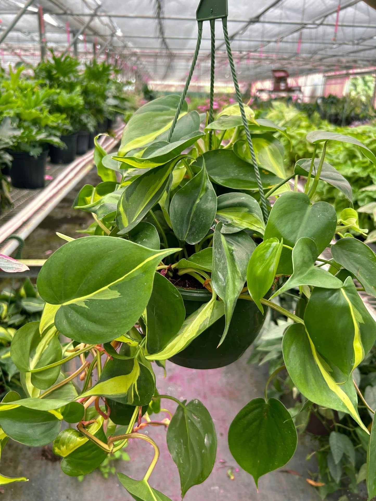 6 Pack Philodendron 'Brasil' in 3in Pot - Live Tropical Houseplant - Easy to Grow | Air Purifying | Variegated | USA Growers | The Snobby Leaf