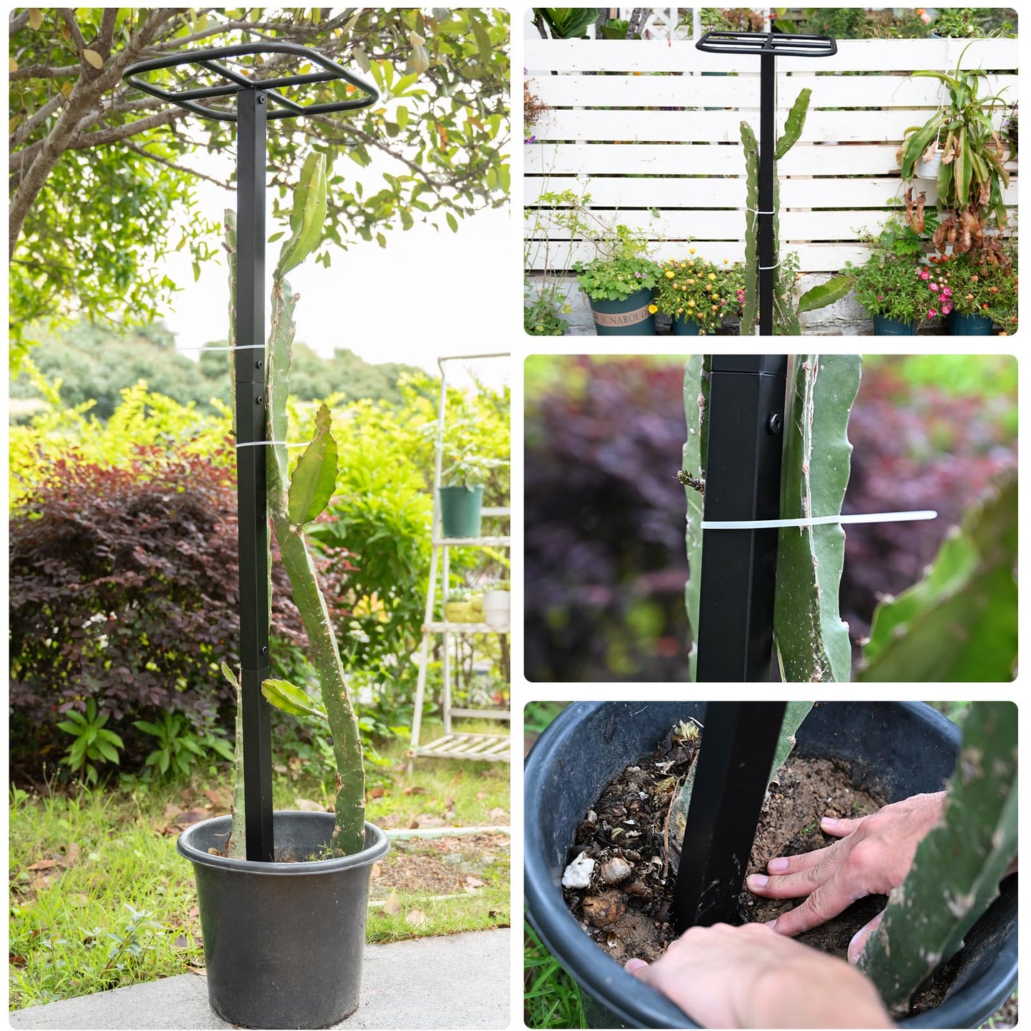 Yohsnor 2-Pack Metal Dragon Fruit Trellis - Durable Vertical Garden Support for Climbing Plants, Easy to Assemble, 12x12x50 Inches for Dragon Fruit Enthusiasts