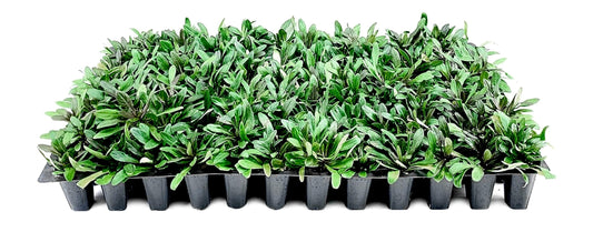 Ajuga Chocolate Chip | 3 Live Plants | Ajuga reptans | Ground Cover Perennial | Pathways and Gardens, Blue Flowers, Drought Tolerant, Easy to Grow, Fast Spreading, Low Maintenance