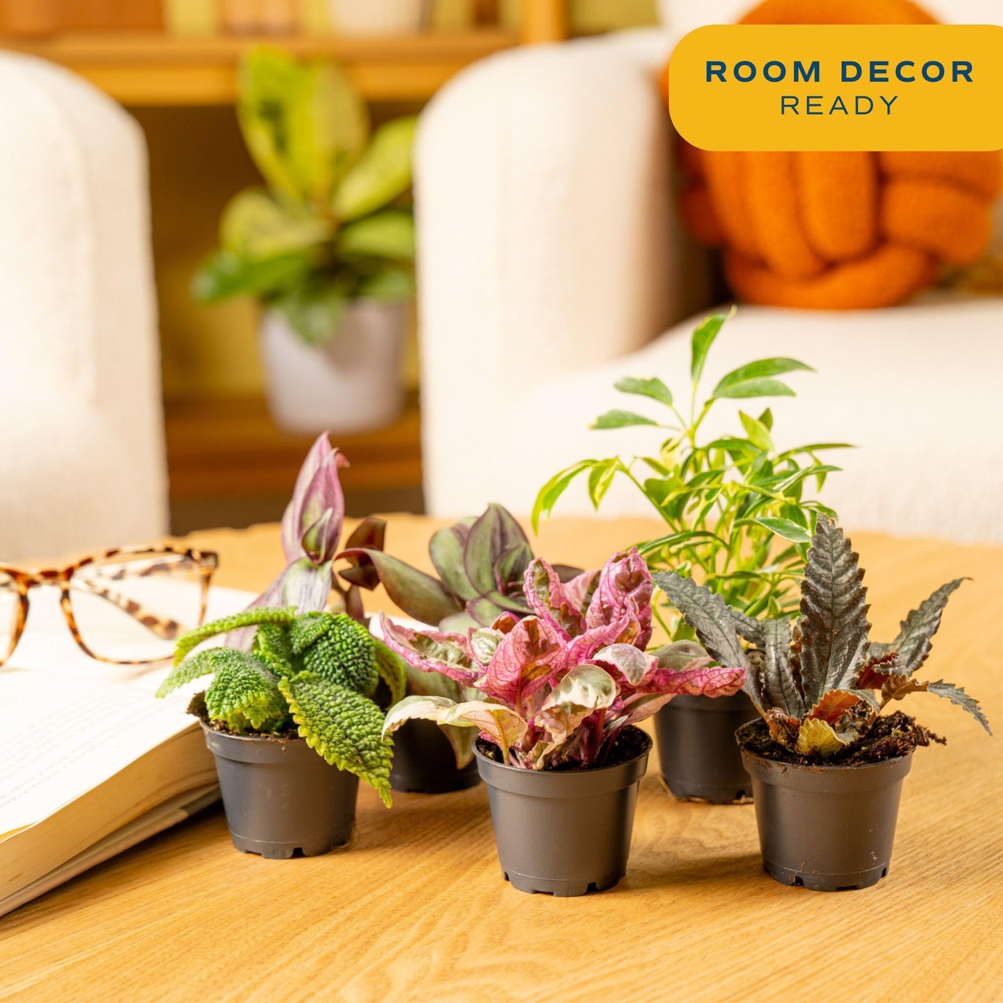 Costa Farms Mini Live Indoor Houseplants (20-Pack), Starter Plants in Nursery Pots, Assorted Foliage Mix (Varieties May Vary), Bulk Tiny Plants for DIY Terrariums, Party Favors, and Home Office Decor