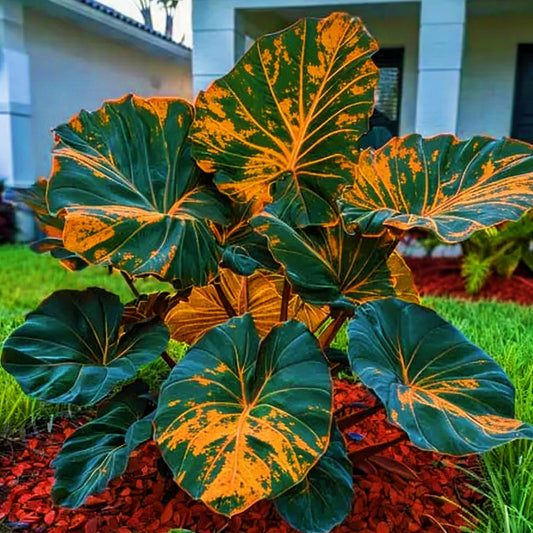BGNIORT Elephant Ear for Planting/Elephant Ear Vibrant Colors，Landscape Design for Outdoor Gardens and Balconies (8)