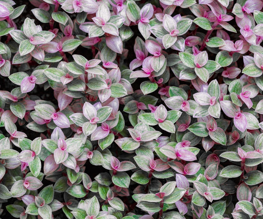 4 Variegated Pink Panther Turtle Vine Cuttings to Grow - Easy to Grow Pallisia repens