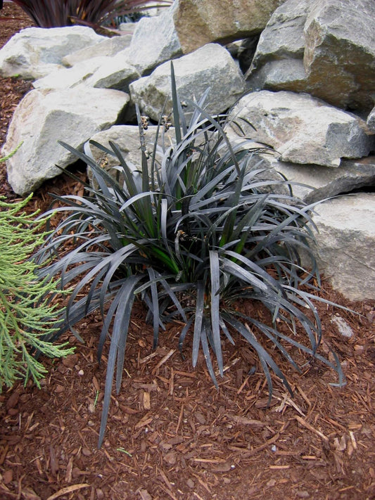 Live Plant - Black Mondo Grass - Live Plant- (1 Qt)