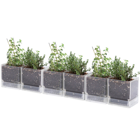 D'vine Dev 4 Inch Herb Planter Pots, Acrylic Planter with Drainage Holes and Saucer, Modern Decorative Gardening Pot for Indoor Plants, Herbs, Succulents, Clear, Set of 6, 76-Y-D-6