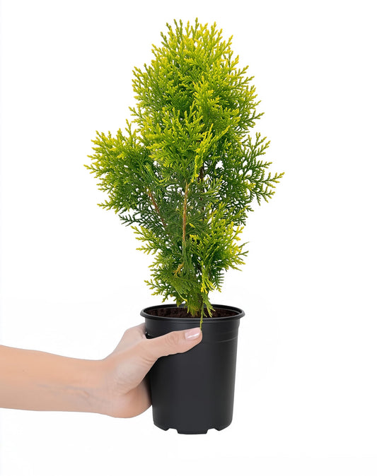 Berkman's Gold Arborvitae | 10 Live Quart Size Plants | Platycladus orientalis 'Aurea Nana' | Compact Evergreen Shrub for Borders | Vibrant Golden Foliage Accent