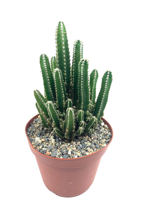 Fairy Castle Cactus 6"-8" Tall Rare Large Acanthocereus Tetragonus, Night Blooming Cereus, Triangle Cactus, Easy to Grow Indoor/Outdoor