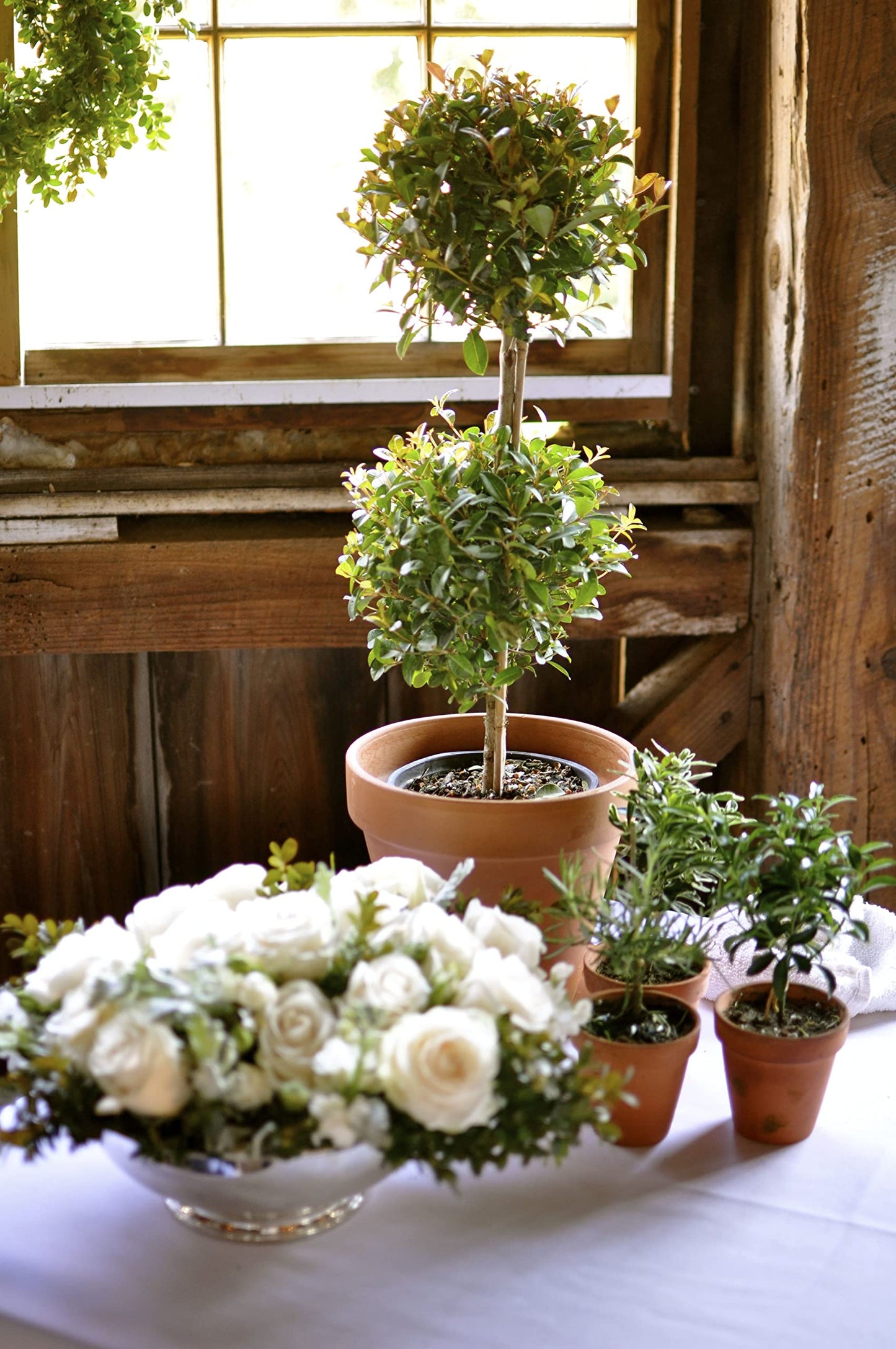 Eugenia 2 Ball Topiary - Live Plant in a 6 Inch Pot - 1-2 Foot Tall - Eugenia Myrtifolium - Beautifully Pruned Outdoor Topiary for Patios and Outdoor Decor