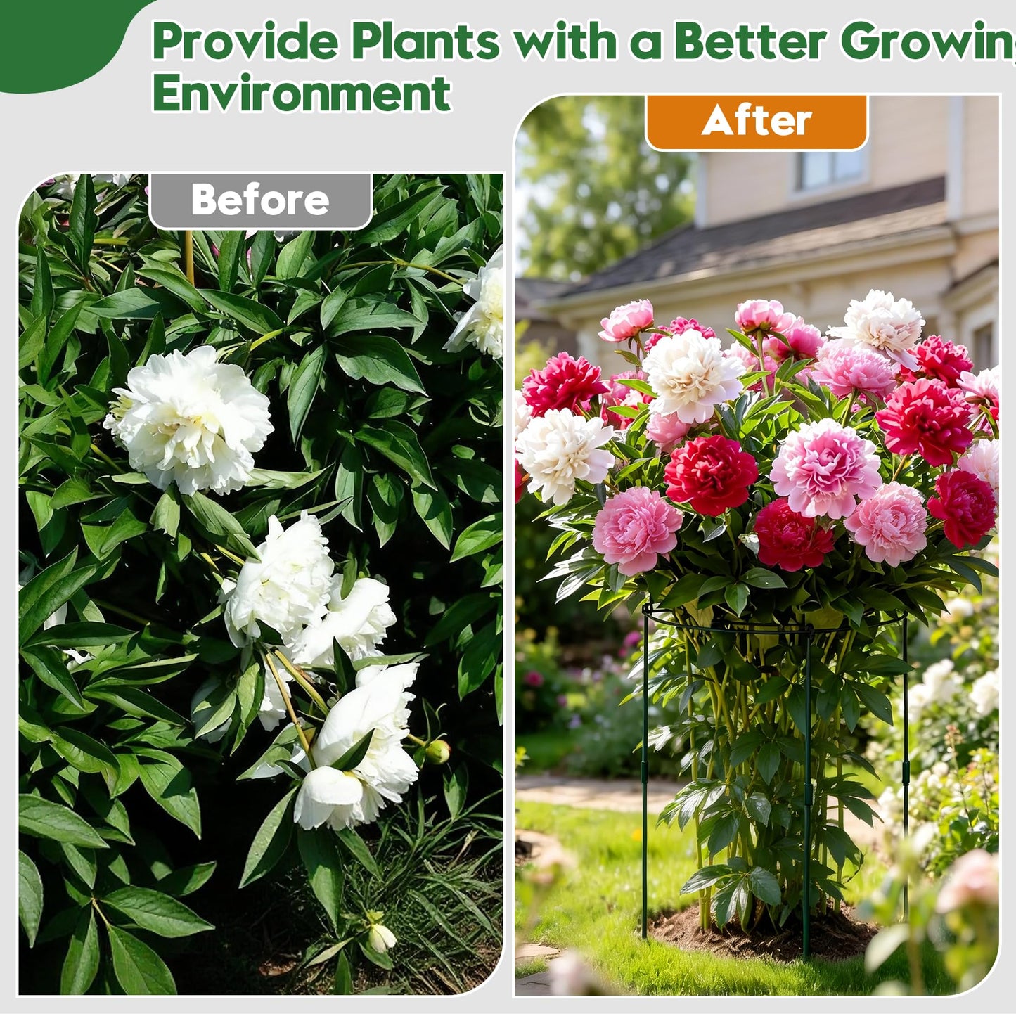 KEOHOLI 8 Pack 11.5" Dx24 H Pack Peony Cages Set Higher Peony Cages and Supports Heavy Duty Metal Plants Support Cage for Outdoor Green Support Rings for Flower Strawberry Tomato Hydrangeas