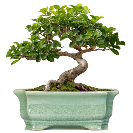 Teagas Bonsai Tree Pot 11.6 Inch - Ceramic Succulent Pots, Bonsai Planter for Indoor Outdoor, Decorative Plant Pot with Drainage Hole, Rectangular Flower Pot, Home Garden Decor, Garden Gifts, Green