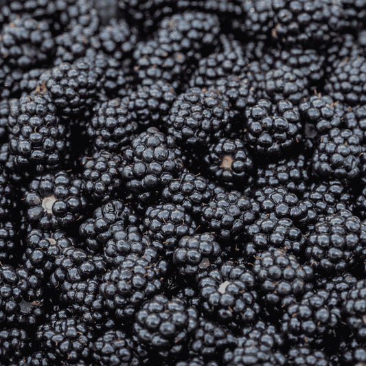 BlackBerry Plants, 'Prime Ark Freedom' Blackberries - Thornless Primocane (First Year Berries) Variety - BlackBerry Plants from Hand Picked Nursery (3)