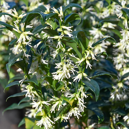 Sarcococca Sweet Box – Evergreen Fragrant Shrub with Glossy Green Foliage and Small White Blooms, Low-Maintenance Garden Accent Plant (2 Gallon/Potted/Single)