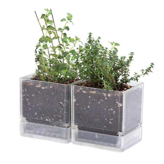 D'vine Dev 4 Inch Herb Planter Pots, Acrylic Planter with Drainage Holes and Saucer, Modern Decorative Gardening Pot for Indoor Plants, Herbs, Succulents, Clear, Set of 2, 76-Y-D-2