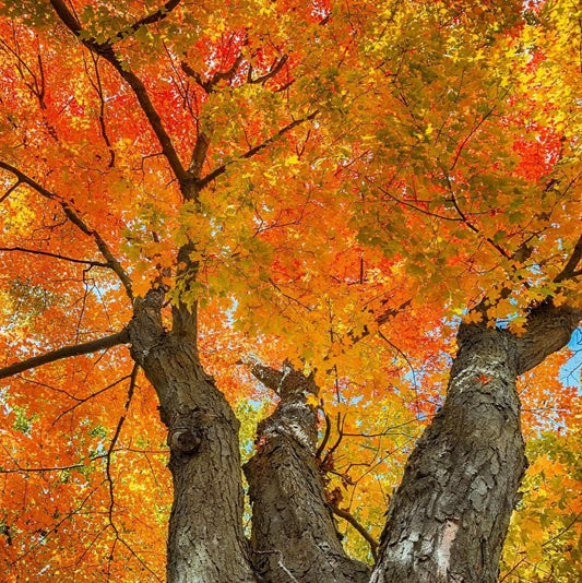 Live Plant - Sugar Maple Tree - 24-36" Tall Seedling, 2-3 Ft Tall Live Plant - Acer Saccharum