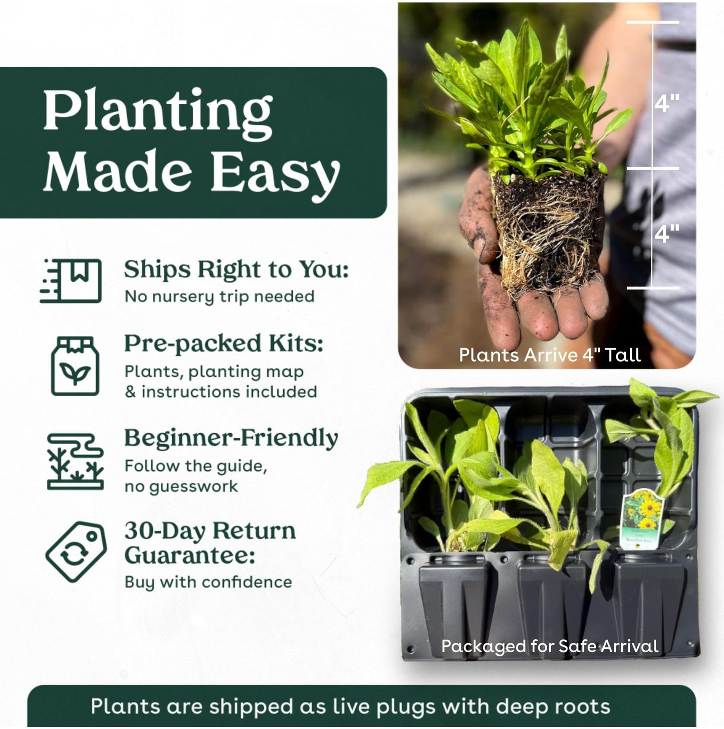 Willowy Mint 3 Live Plants (Monardella viminea) – California Native Wildflower for Outdoor Gardens, Drought Tolerant Pollinator Friendly Landscaping