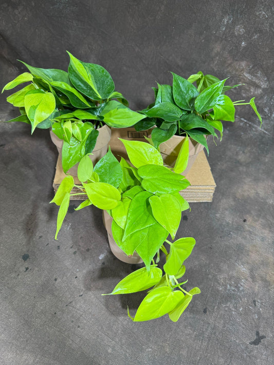 PLANTVERS Set of 3 Philodendron Plants in 4'' Nursery Pots – Brazil, Lemon Lime & Jade Heartleaf Philodendron Varieties – Live Indoor Vining Houseplants – Variegated Easy Care & Air Purifying Plants