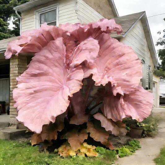 QYTGVSZ MEDSYTIJD Shaped Elephant Ears, a clumping, Shade-Tolerant and Easy-to-Care-for Plant, is Suitable for Outdoor Gardens and Potted environments.-4bulbs