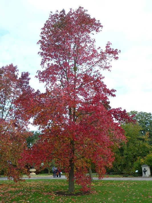 Live Plant - 3 River Birch Trees - 18-30" Tall - Live Plants - Bareroot - Betula nigra