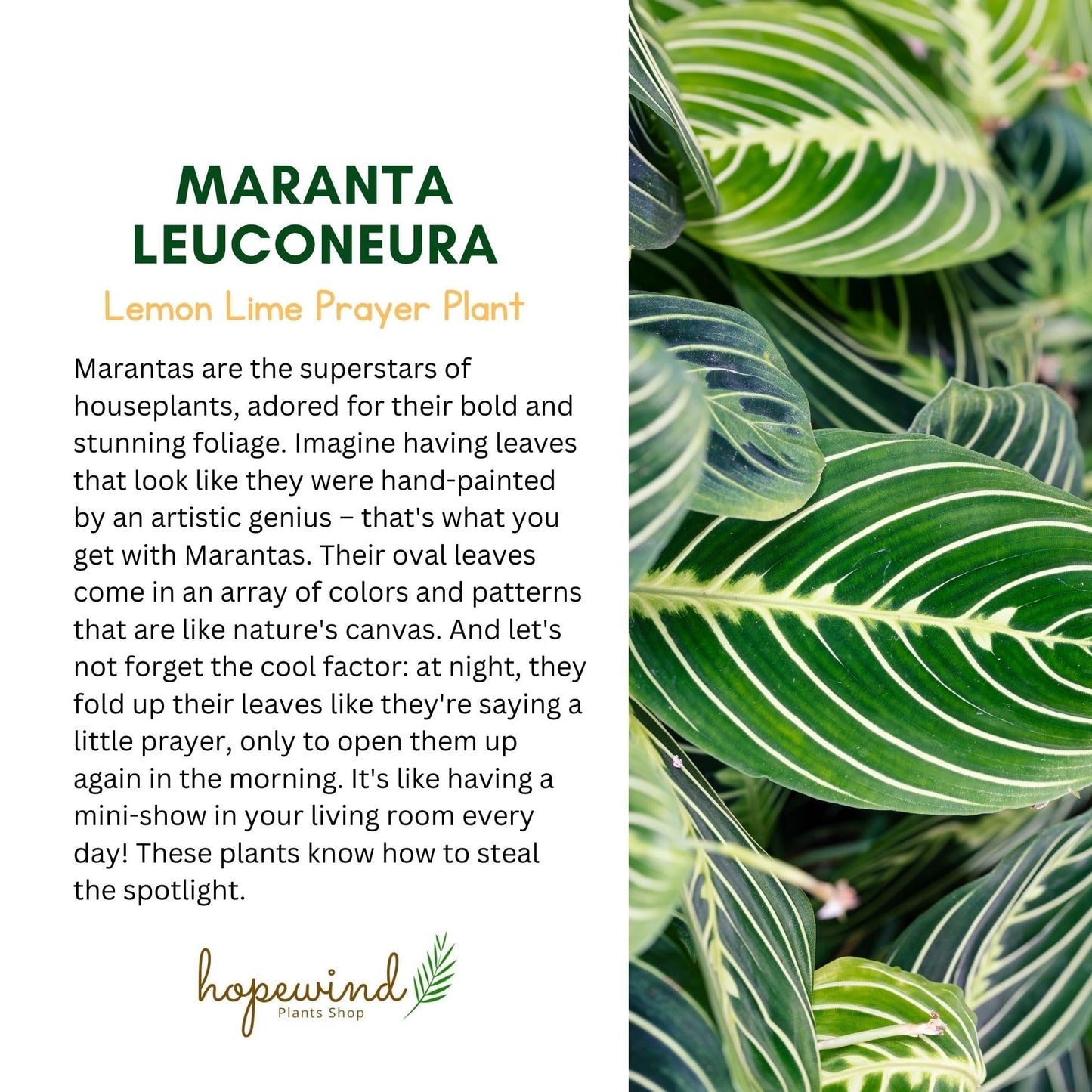 Live Plant, Lemon Lime Maranta Prayer Plant, Pet Friendly, Air Purifying, Easy Care, 12-16 inch Tall, Easy to Grow Rare Indoor Plant, Houseplant, 4 inch Pot by Hopewind Plants Shop