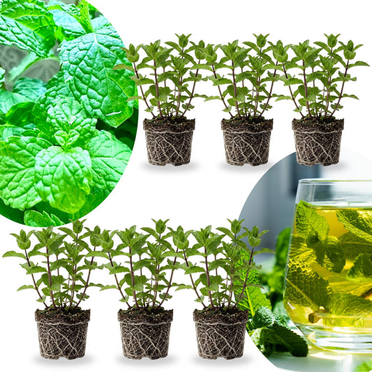 Set of 6 Spearmint Mint Live Herb Plants, 3–6 Inches Tall, Fragrant Mint Plants for Indoor Outdoor Garden, Patio, and Culinary Growing