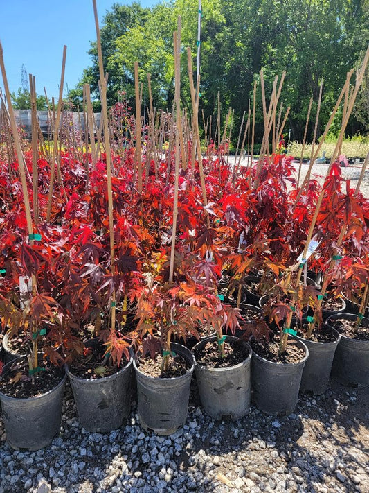 Fireglow Upright Red Japanese Maple - Live Plant - (2.5 QT)