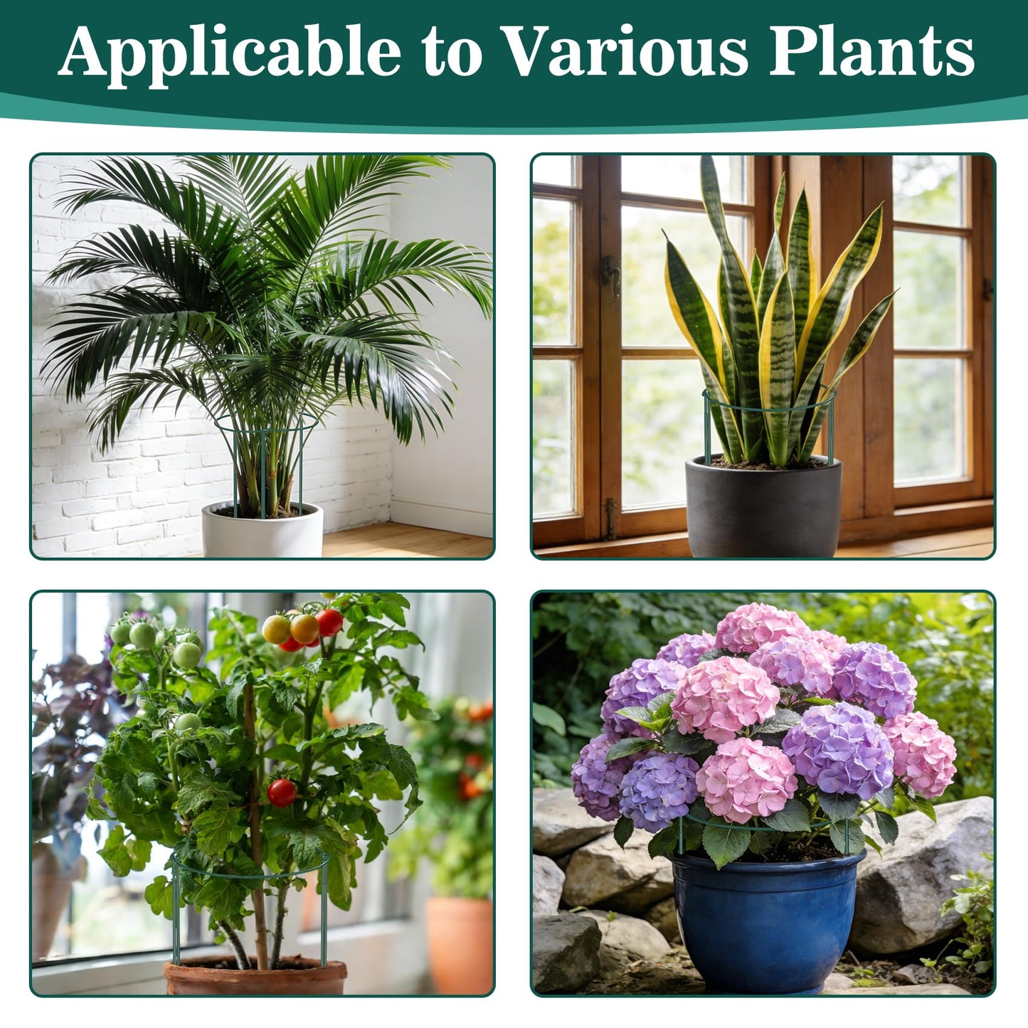 6 Pack 24 Inch Tall Peony Cages and Supports, 10" W x 24" H Heavy Duty Plant Peony Support Cages, Half Round Peonies Ring Metal Plant Stakes for Outdoor Plants, Garden Vegetables & Flowers