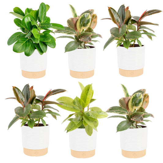 Costa Farms Indoor Live Plants in Decorative Pot, Indoor Houseplant, Perfect for Home, Room, or Office Decor, Great House Warming or Birthday Gift, 12-18 Inches Tall, Pack of 6