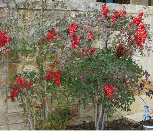 Live Plant - Pondberry/Southern Spicebush Shrub - 10-14" Tall Live Plant