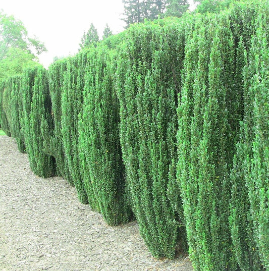 Live Plant - 10 Sky Pencil Holly Shrubs/Trees/Hedges - 3-6" Tall Live Plants - 2.5" Pots