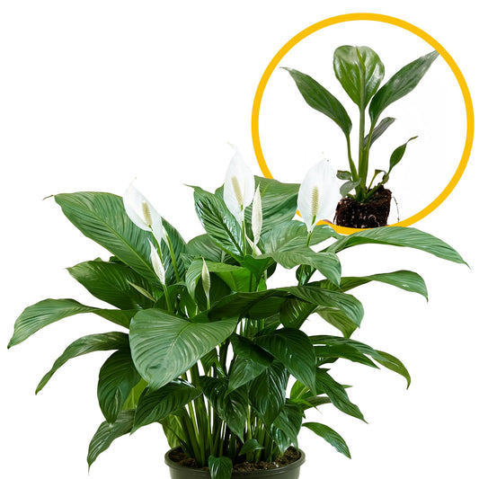 Live Spathiphyllum '7th Heaven' Plant - '7th Heaven Peace Lily' - ragnaroc Tropical Plant 2-8" Tall - 4ct - Live Arrival Guaranteed - House Plants for Home Décor & Gift