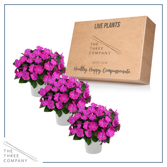 Live Flowering New Guinea Impatiens - Shades of Purple (3 Plants Per Pack) - Beautiful Shade Flowers - 12" Tall by 5" Wide in 1 Qt Pot
