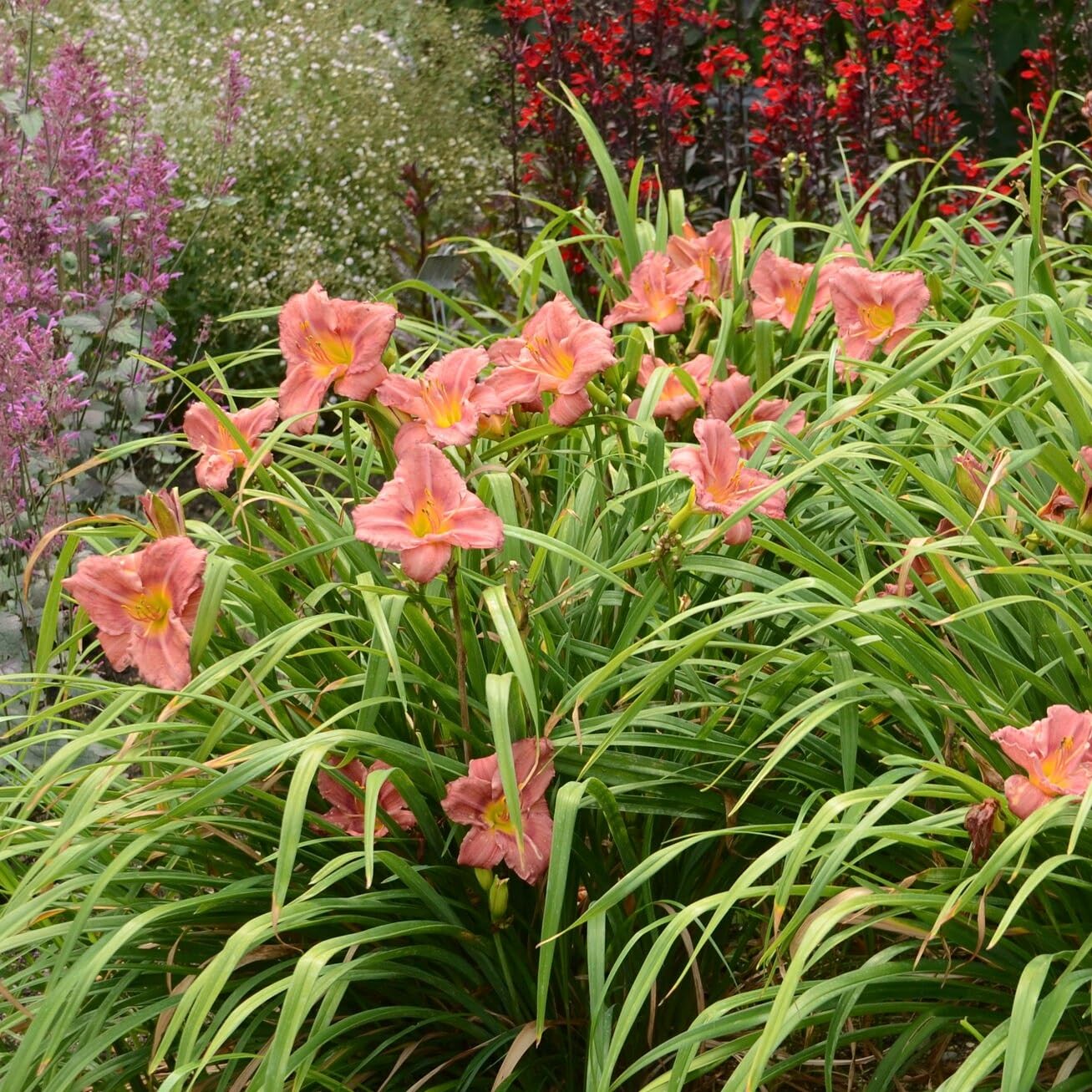 Votaniki Hemerocallis 'Rosey Returns Daylily' - Long Blooming, Perennial Daylily Bare Root for Plant | Perfect Addition to Any Garden - Easy to Gow and Low Maintenance (2 Pack)
