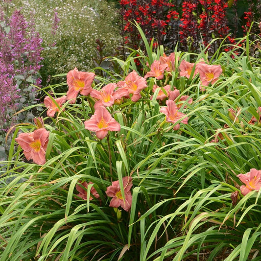 Votaniki Hemerocallis 'Rosey Returns Daylily' - Long Blooming, Perennial Daylily Bare Root for Plant | Perfect Addition to Any Garden - Easy to Gow and Low Maintenance (4 Pack)