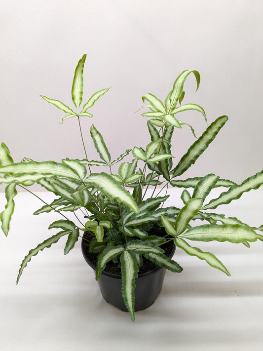 Pteris Cretica 'Albo Fern' | Live Plant for Indoor & Outdoor | for Living Room, Office, Bathroom | (6" Pot)