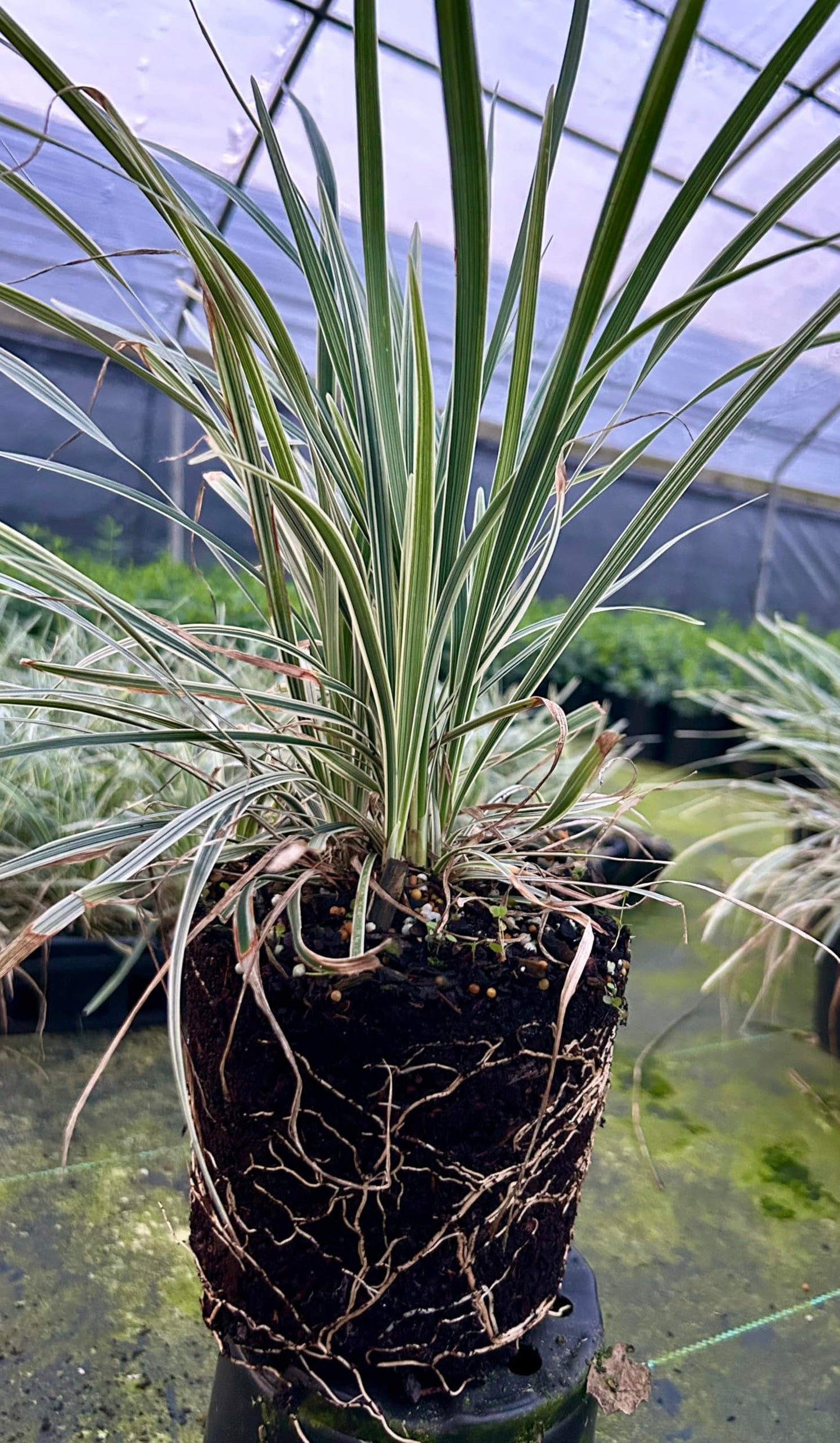 Aztec Grass Live Plant, Variegated Green and White Foliage, Ornamental Grass for Garden and Landscape (3, 1-Gallon)