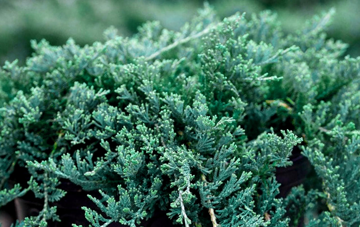 Blue Rug Juniper Wiltonii | 10 Live 4 Inch Plants | Juniperus Horizontalis | Creeping Ground Cover, Low Maintenance Shrub, Drought Tolerant, Evergreen Foliage, Fast Growing, Erosion Control