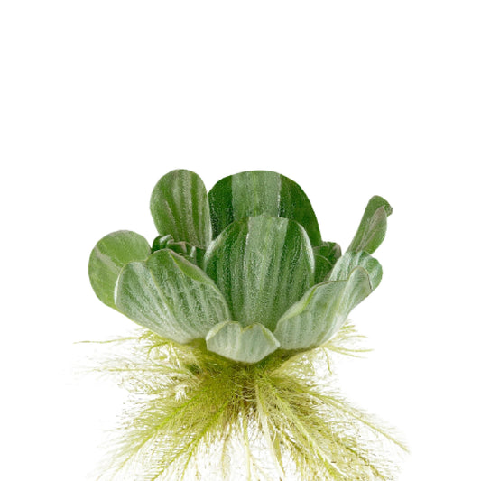 Chalily Bundle of 5 Water Lettuce Floating Pond Plants Live Aquatic Plant Great for Koi Ponds Fast Growing Cannot Ship to Some States (5)