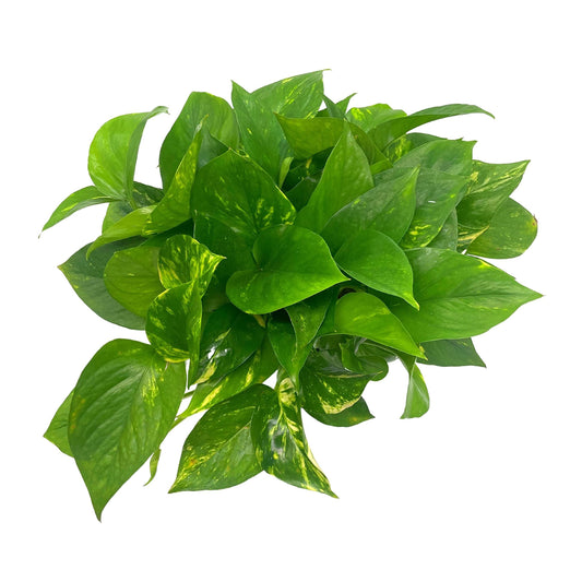 BubbleBlooms Golden Pothos, Variegated 6 inch Pothos, Epipremnum aureum, Devil's Ivy