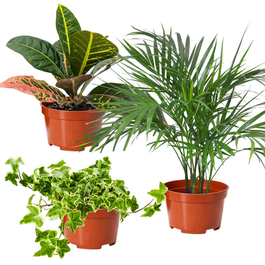 Easy to Grow Houseplants Mix Pack of 3 Full Size Potted Plants - Established & Rooted in 4" Quart Pots, Growers Assorted Mix of Air-Purifying Large Plants (Not Starter Plugs)
