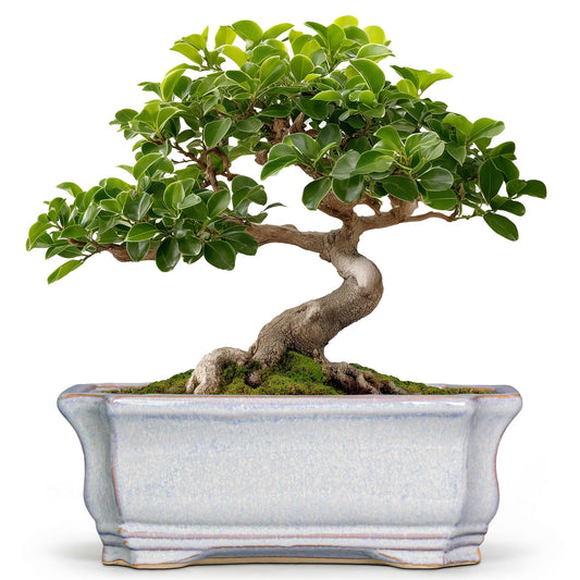 Teagas Ceramic Bonsai Planter - 11.6 Inch Bonsai Tree Pots for Succulent Plants, Succulent Planters with Drainage Hole, Shallow Decorative Planter, House Decor, House Warming Gifts, Rectangular Grey