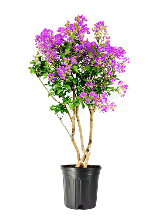 Crape Myrtle Twilight | 1 Extra Large Trade 3 Gallon Plant | Lagerstroemia Indica 'Twilight' | Vibrant Blooms | Drought Tolerant