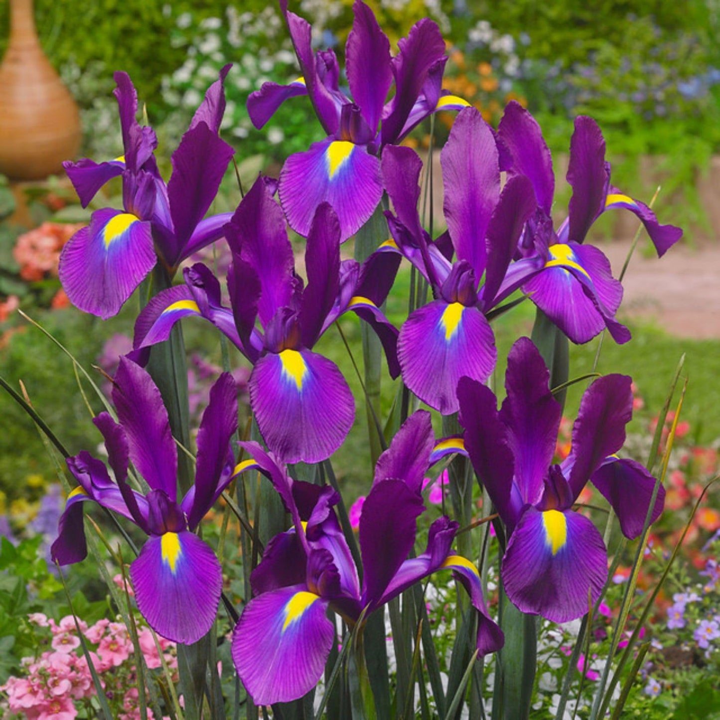Dutch Iris ‘Valentine’ – Top-Size Bulbs for Fall Planting | Rich Indigo-Purple Blooms, Hardy Spring Flower Bulbs Ideal for Borders, Beds, and Cut Arrangements | Easy-to-Grow Dutch Variety
